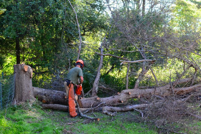 Tree Cutting in Progress