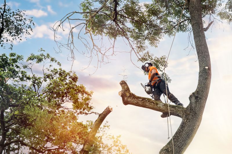 Arborist Climbing Techniques