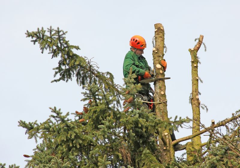 Proper Tree Trimming Techniques