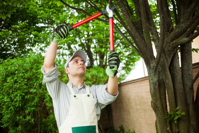 Trimmed Trees in a Commercial Area