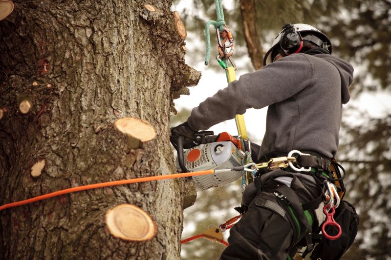 Arborist Consultations