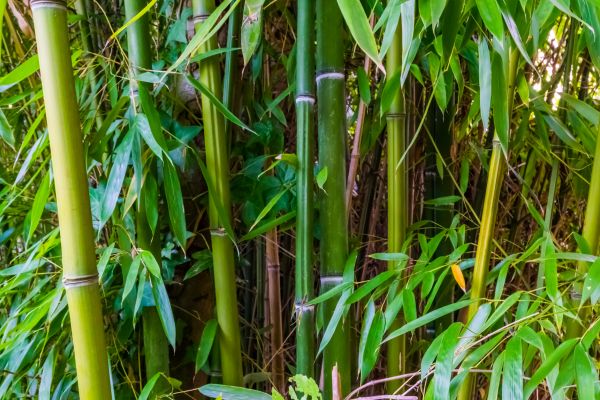 Bamboo Trimming in Hendersonville
