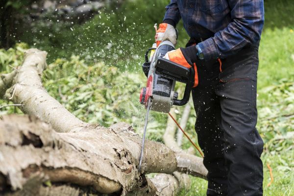 Branch Removal Service in Hendersonville