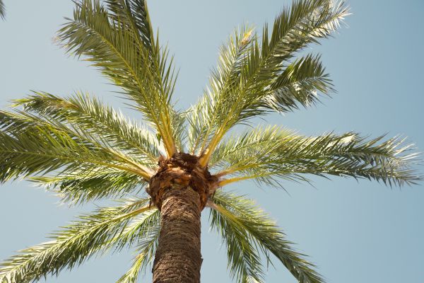 Palm Tree Pruning in Hendersonville