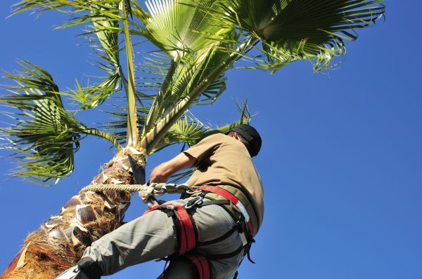 Palm Tree Trimming in Hendersonville