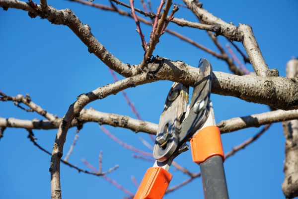 Residential Tree Service in Hendersonville