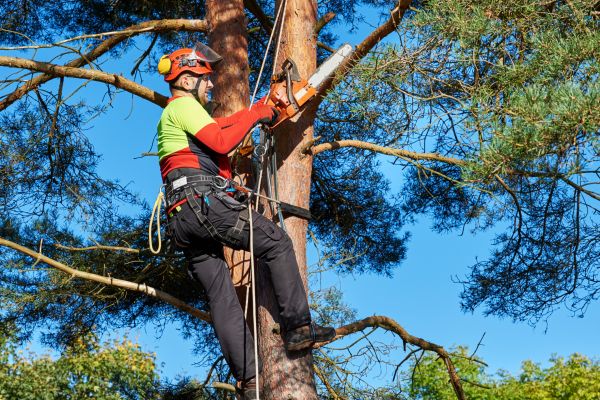Tree Service in Hendersonville
