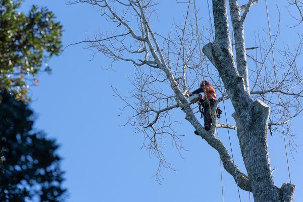 Tree Topping Service in Hendersonville