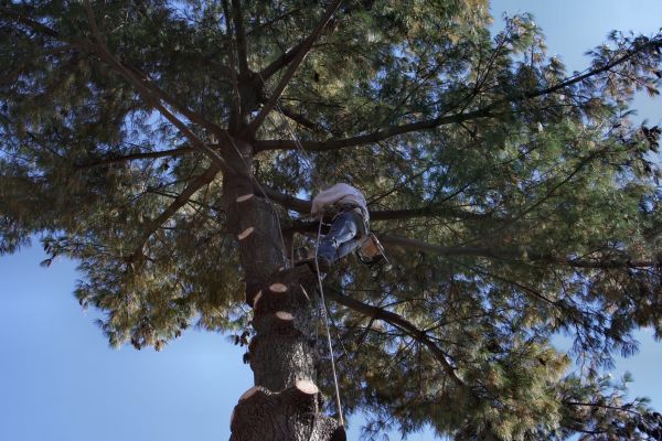 Trimming Service in Hendersonville