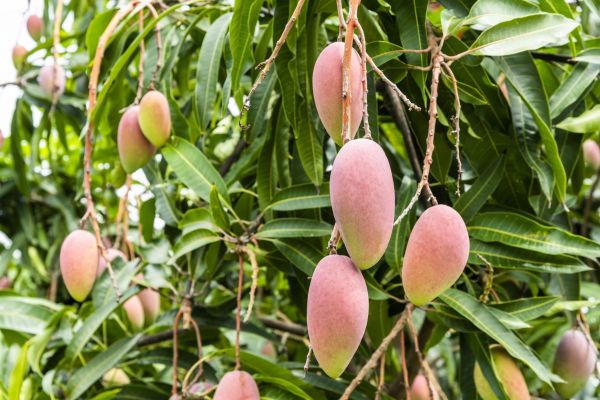 Mango Tree Trimming in Hendersonville