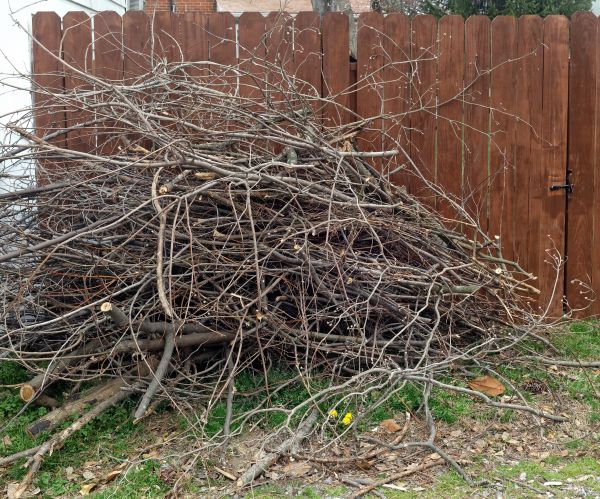 Dead Branch Removal in Hendersonville