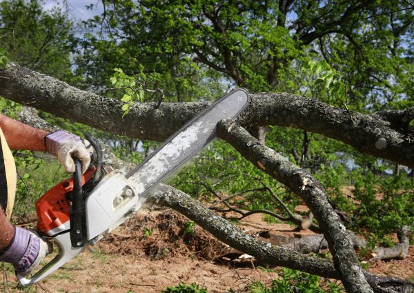 Tree Branch Cutting in Hendersonville