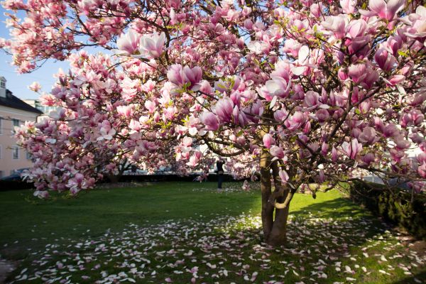 Ornamental Tree Pruning in Hendersonville