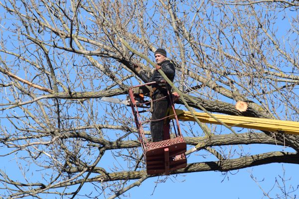 Emergency Tree Trimming in Hendersonville