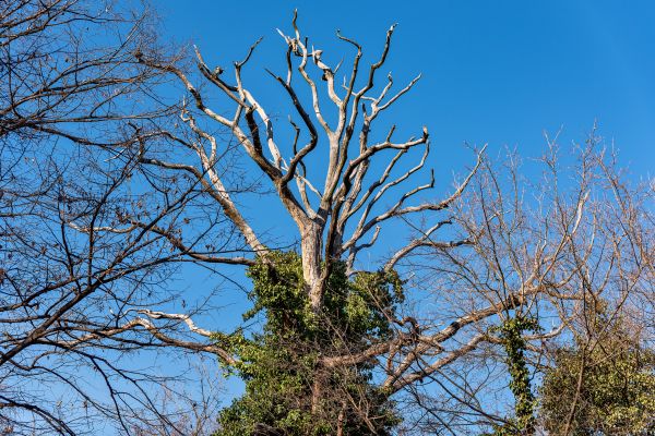 Deadwood Removal in Hendersonville