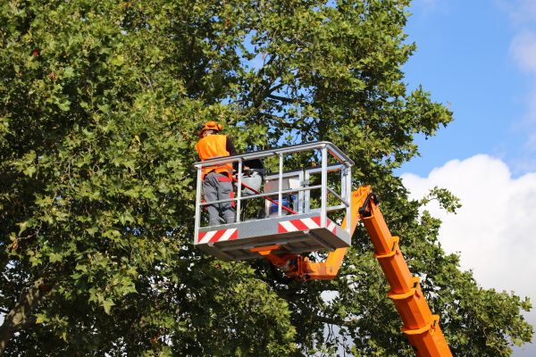 Commercial Tree Service in Hendersonville