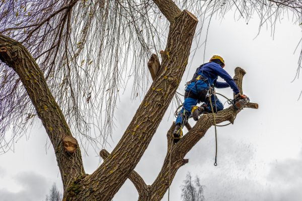 Tree Maintenance Service in Hendersonville