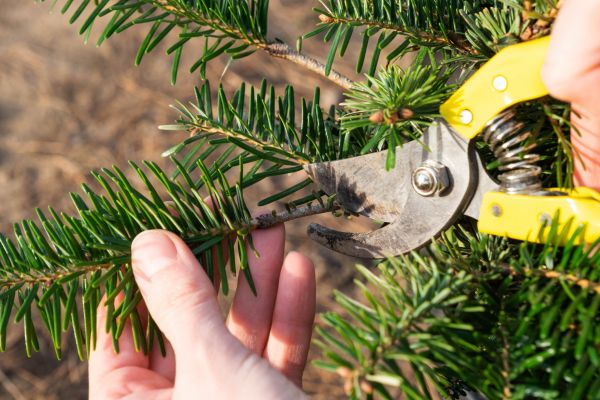 Pine Tree Pruning in Hendersonville
