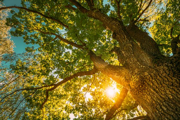 Oak Tree Pruning in Hendersonville