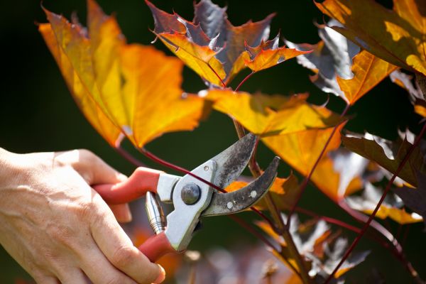 Maple Tree Pruning in Hendersonville