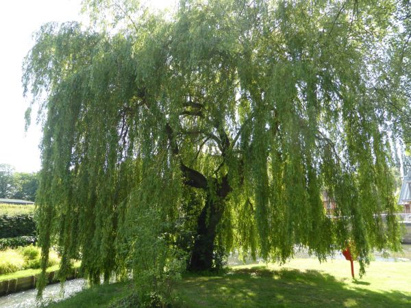 Willow Tree Trimming in Hendersonville