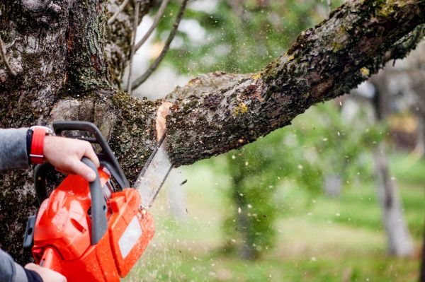 Tree Limbs Removal in Hendersonville