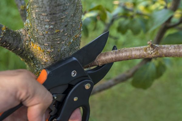 Tree Limb Cutting in Hendersonville