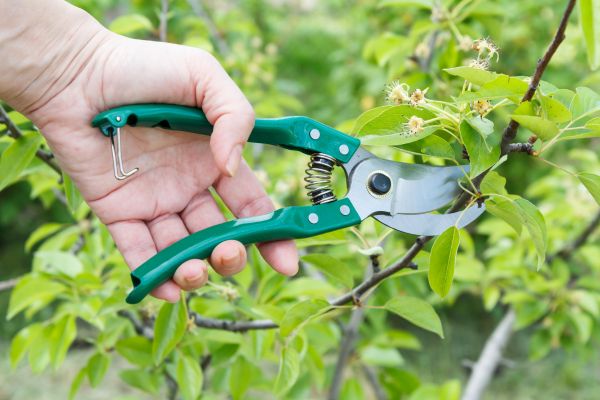Pear Tree Pruning in Hendersonville