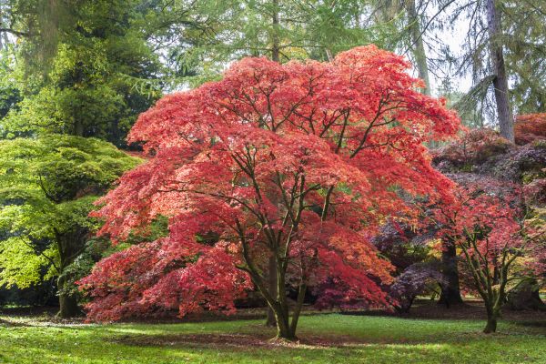 Japanese Maple Pruning in Hendersonville