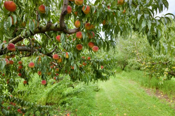 Peach Tree Pruning in Hendersonville