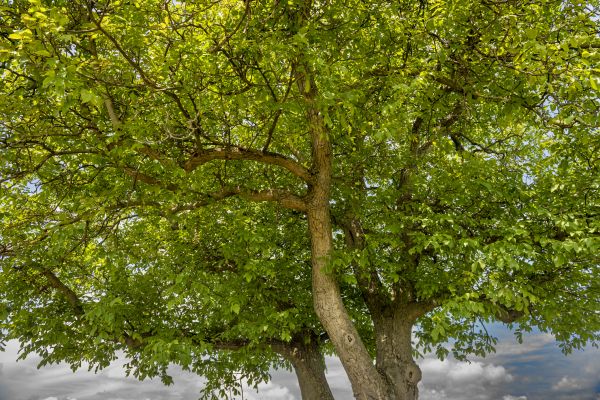 Walnut Tree Trimming in Hendersonville