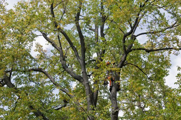 Tree Crown Shaping in Hendersonville