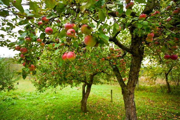 Apple Tree Pruning in Hendersonville