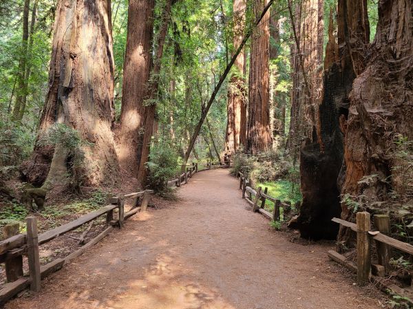 Redwood Tree Pruning in Hendersonville