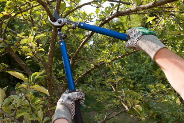 Residential Tree Pruning in Hendersonville