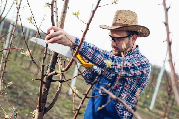 Orchard Tree Pruning in Hendersonville