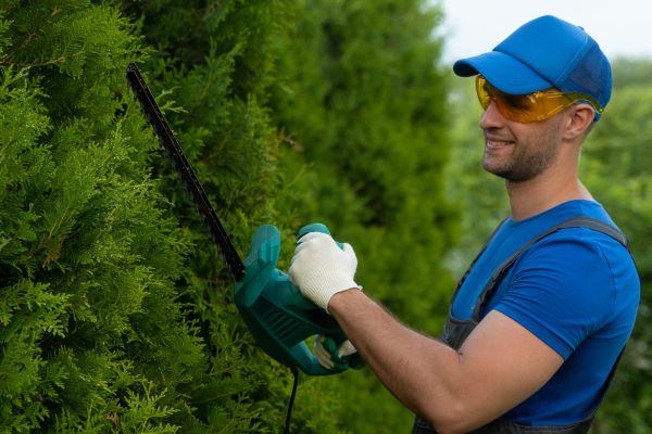 Tree Shaping Service in Hendersonville