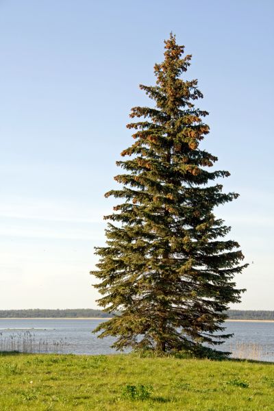 Spruce Tree Pruning in Hendersonville