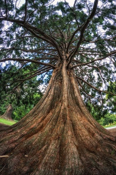 Cedar Tree Pruning in Hendersonville