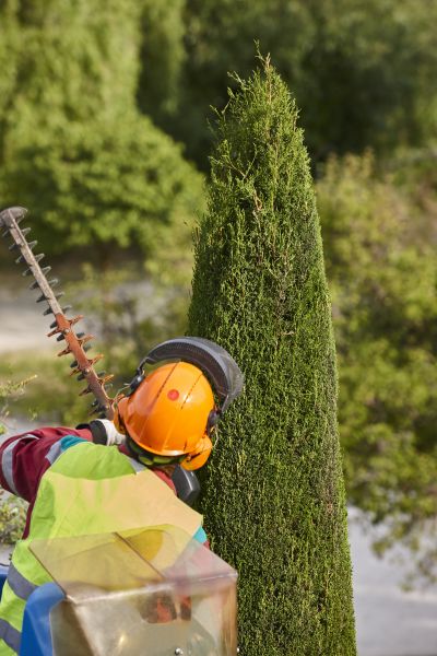 Cypress Tree Trimming in Hendersonville