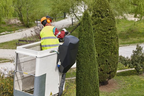 Cypress Tree Pruning in Hendersonville