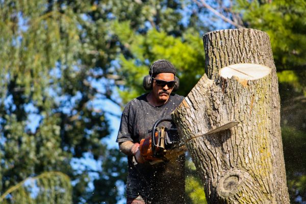 Ash Tree Pruning in Hendersonville
