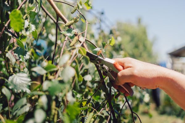 Birch Tree Pruning in Hendersonville