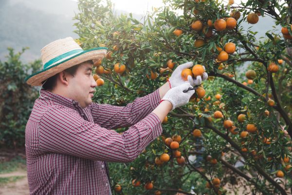 Orange Tree Pruning in Hendersonville