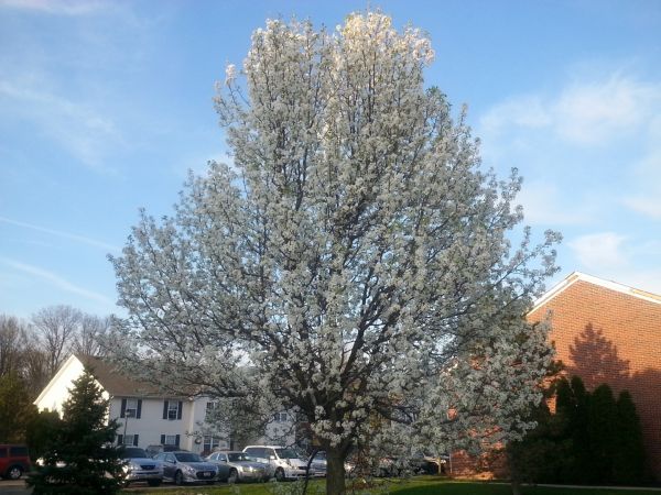 Bradford Pear Tree Pruning in Hendersonville