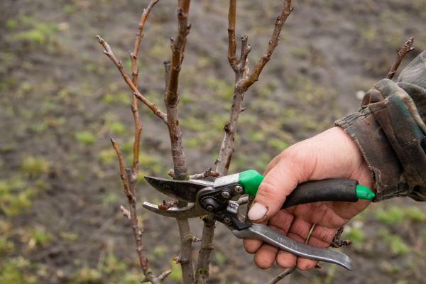 Pear Trees Pruning in Hendersonville