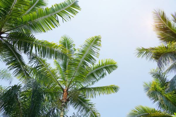 Queen Palm Tree Trimming in Hendersonville