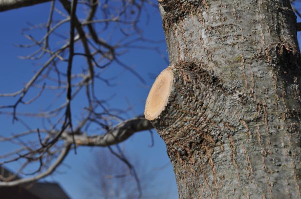 Limb Pruning in Hendersonville