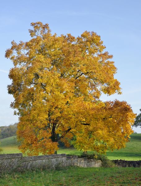 Hickory Tree Trimming in Hendersonville