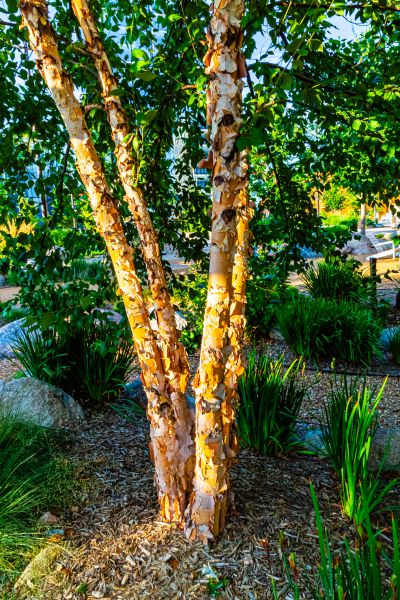 River Birch Trimming in Hendersonville